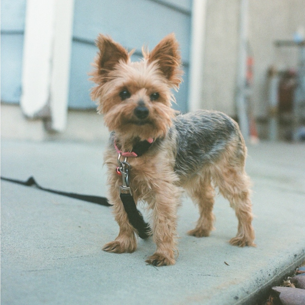 Meet your Posher, Ethan